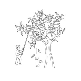 打山核桃线描插画