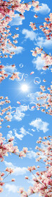 蓝天白云 樱花