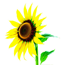 巨大太阳花近照特写透明背景