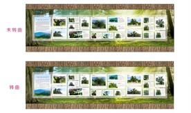 古树名木简介展板灯箱