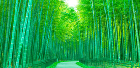 大自然竹林背景