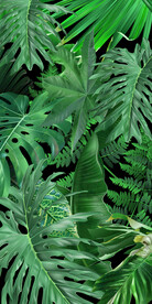 北欧绿叶热带植物玄关