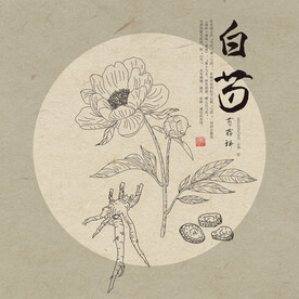 白芍 线描