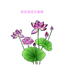 荷花矢量图