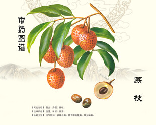 荔枝中药荔枝