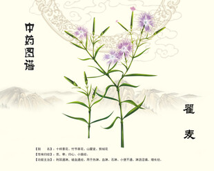 瞿麦中药瞿麦