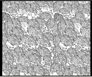 矢量线描黑白藤叶