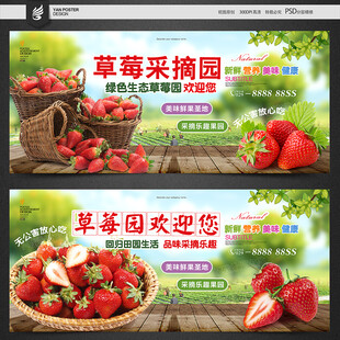 草莓采摘