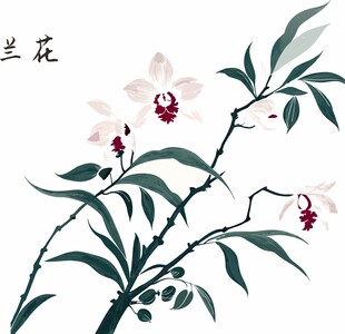 兰花插画