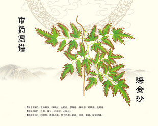 海金沙中药海金沙