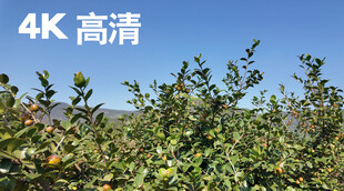 油茶果树