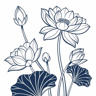 荷花插画