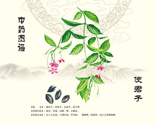 使君子中药使君子