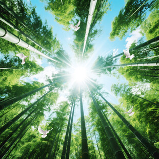 竹林仰望