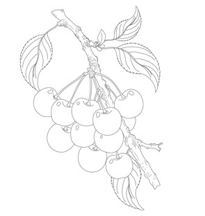 手绘樱桃枝线条图 矢量图