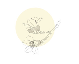 手绘木棉花 矢量图