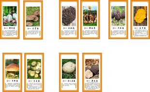 多样菌类展示图