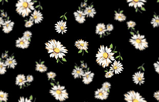 菊花  大牌  数码印花