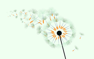 飞舞的蒲公英花朵与种子