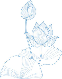 线描荷花图 矢量图