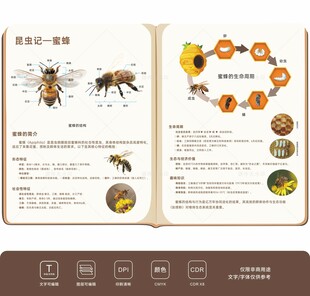 自然角区域角环创昆虫观察蜜蜂