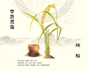 中药糯稻中药材糯米