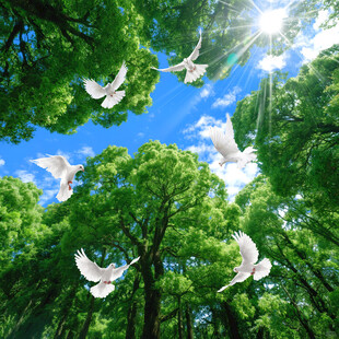 森林软膜天花吊顶