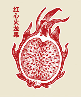 红心火龙果 插画 