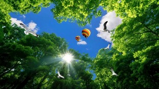 林间仰望天空与热气球