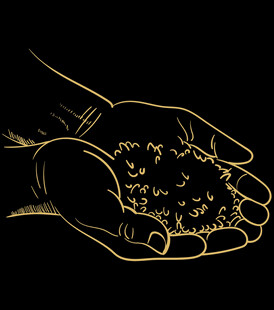 原创手绘插画线双手捧起大米粮食