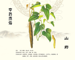 山药植株中药山药