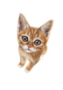 可爱小橘猫抬头望