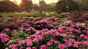 夕阳下的绚烂花海