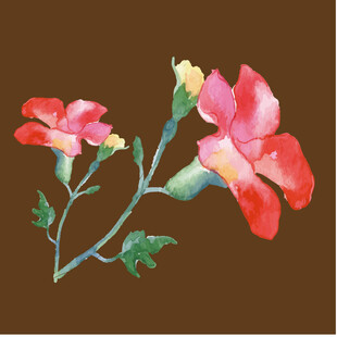 娇艳绽放的双色花卉