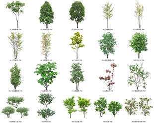 免扣高清景观树常绿造型老桩乔木