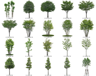 免扣高清景观树常绿造型老桩乔木