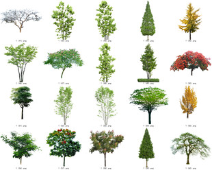 免扣高清景观树莲花植物花卉贴图