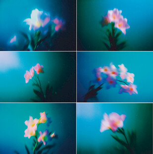 梦幻花朵特写组图