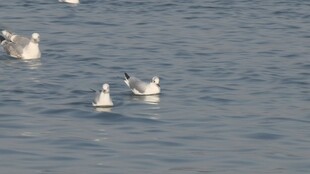 水面上的几只飞翔海鸥