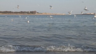 海边碧波上的飞翔海鸥