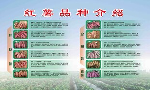 红薯品种介绍