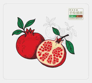 手绘矢量石榴插画