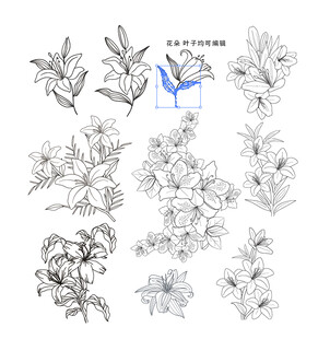 百合花卉鸟类线稿插画素材