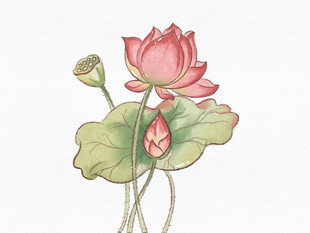 手绘荷花图插画