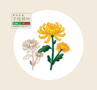手绘矢量菊花图