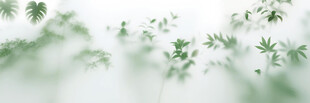 雾气磨砂膜效果绿植贴图