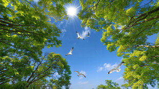 蓝天白云森林仰望天空