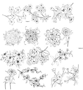 花卉植物线稿手绘素材