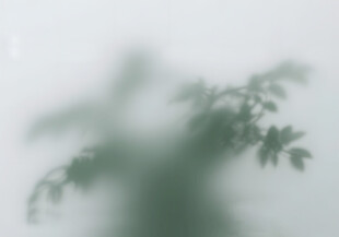 雾气磨砂膜效果绿植贴图