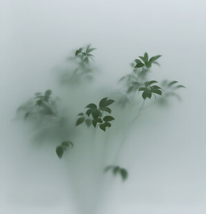 雾气磨砂膜效果绿植贴图